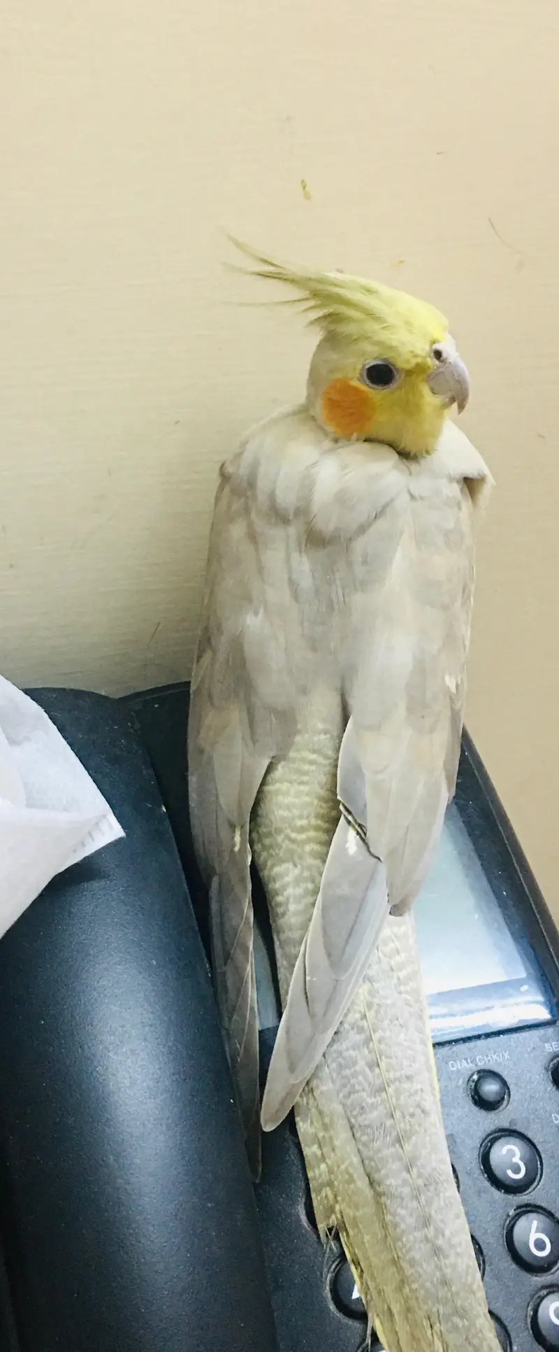 Female breeded cocktail — photo 2