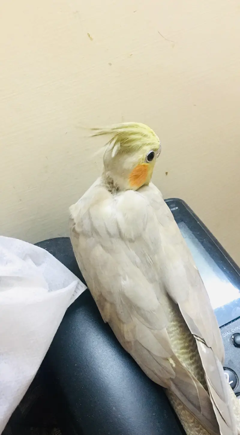 Female breeded cocktail — photo 3