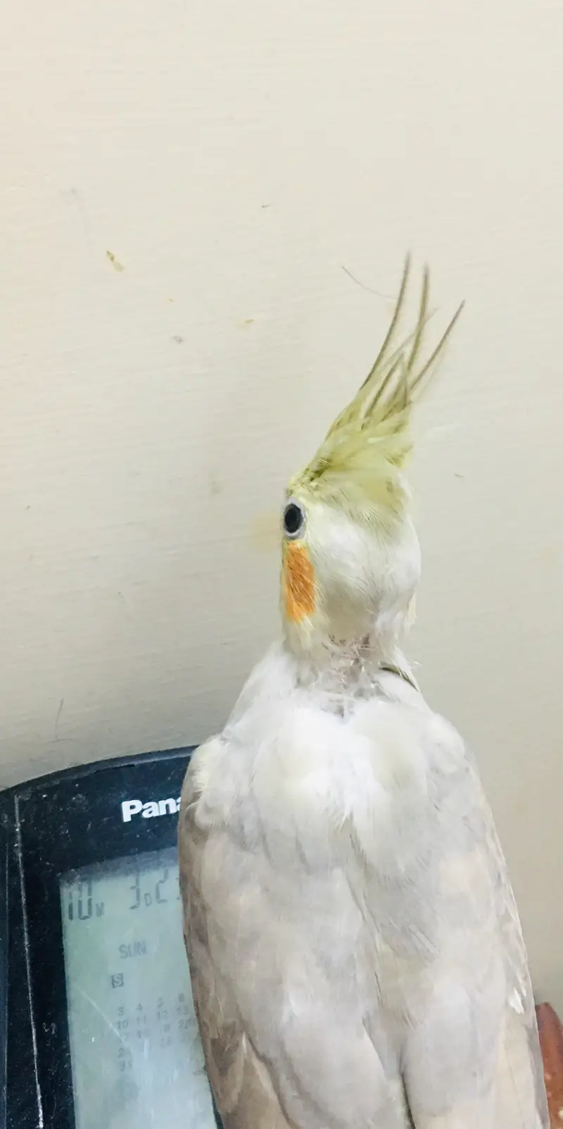 Female breeded cocktail — photo 4