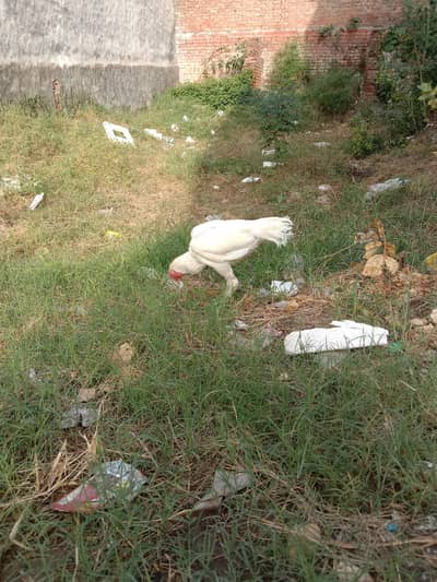 Assel heera Mianwali pair