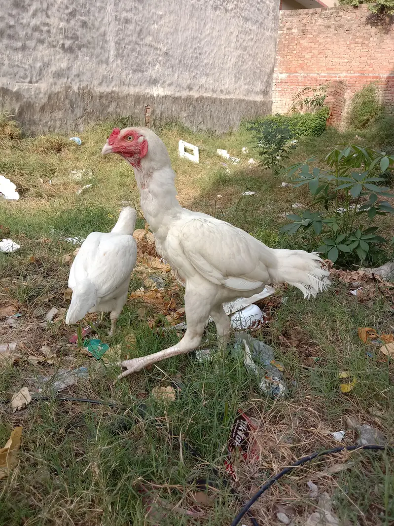 Assel heera Mianwali pair — photo 2