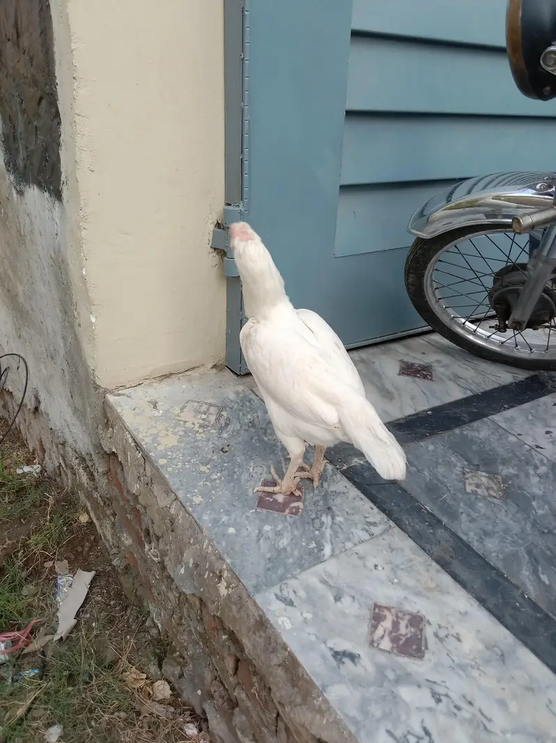 Assel heera Mianwali pair — photo 3