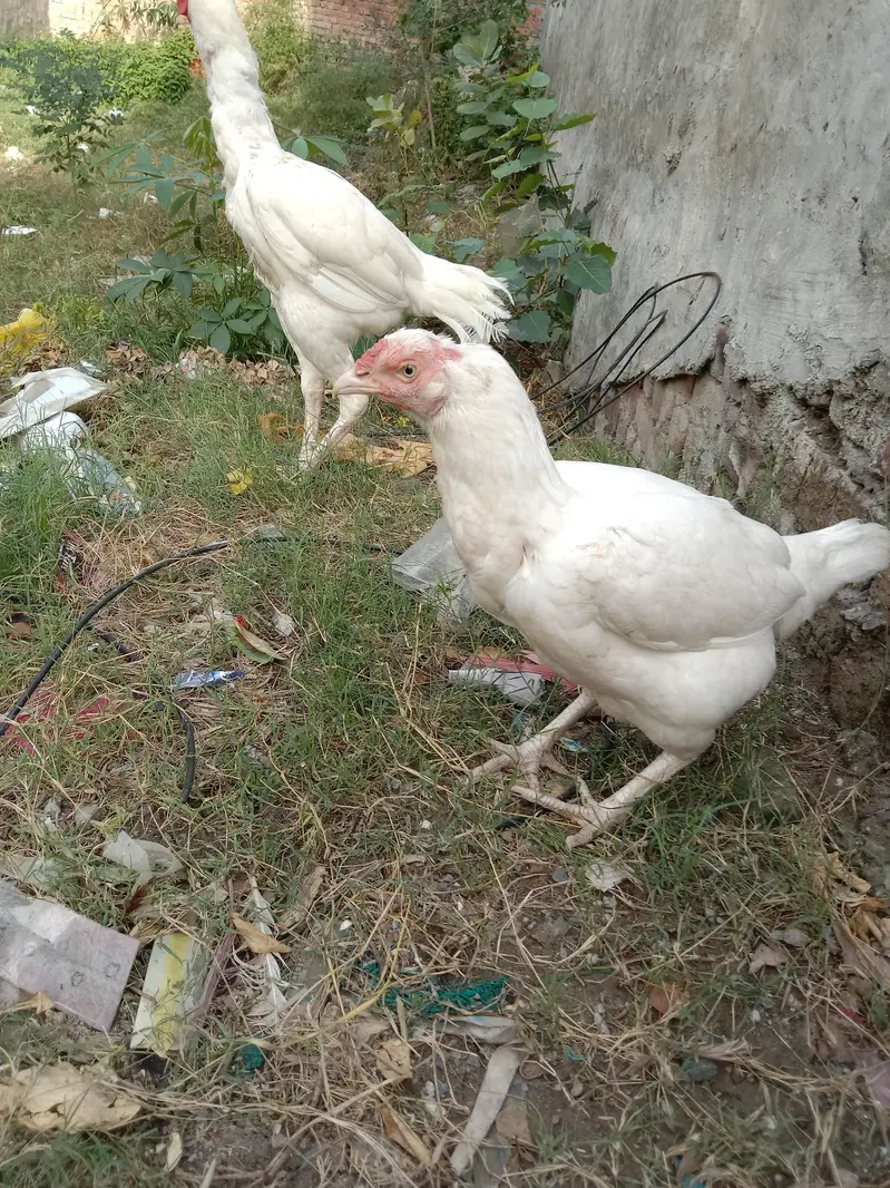 Assel heera Mianwali pair — photo 4