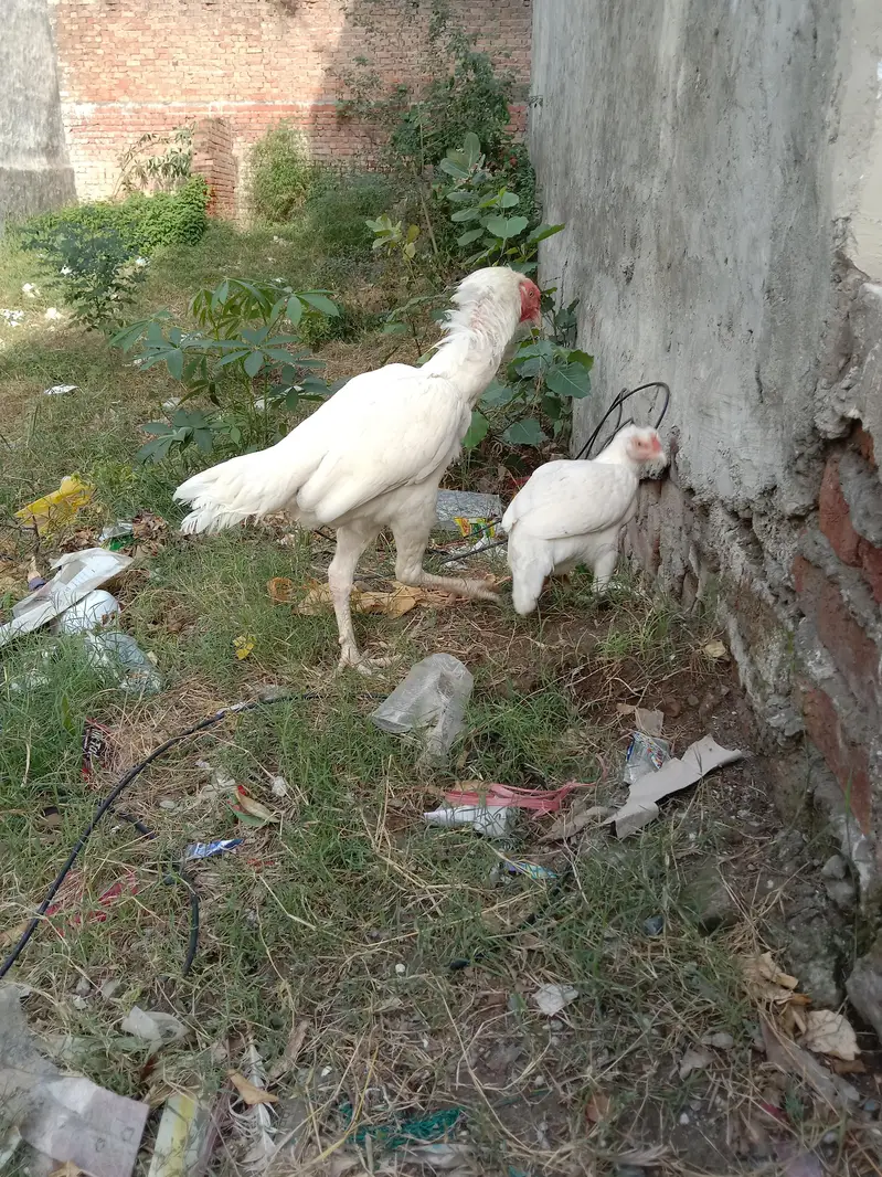 Assel heera Mianwali pair — photo 5