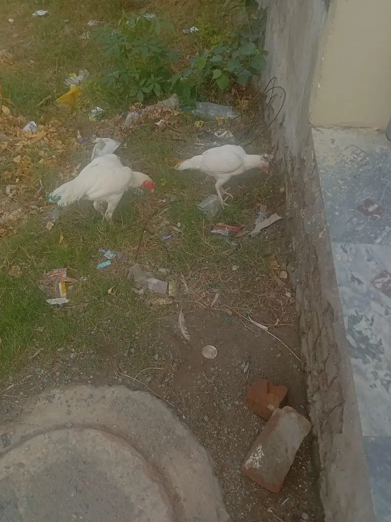 Assel heera Mianwali pair — photo 6