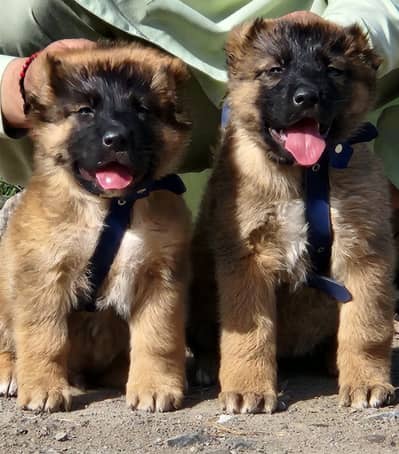King kurdish kangal pair / Alabai Pair / security Dog / Afghan Kochi