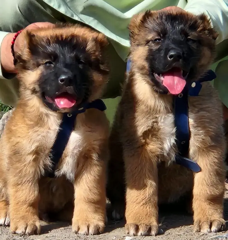 King kurdish kangal pair / Alabai Pair / security Dog / Afghan Kochi — photo 2