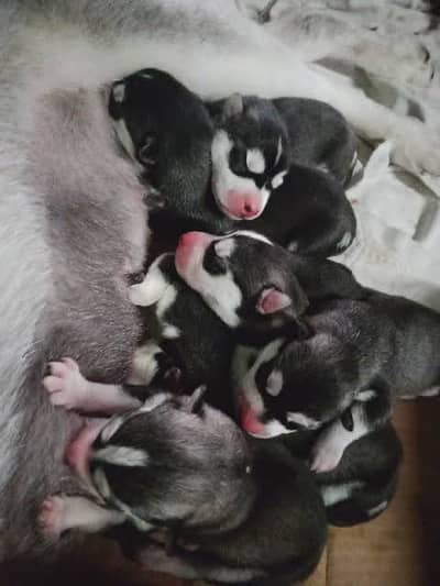 all Baby active healthy Siberian huski 75000