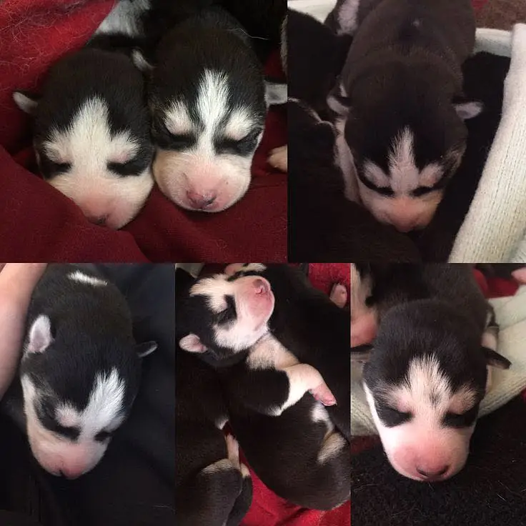 all Baby active healthy Siberian huski 75000 — photo 2