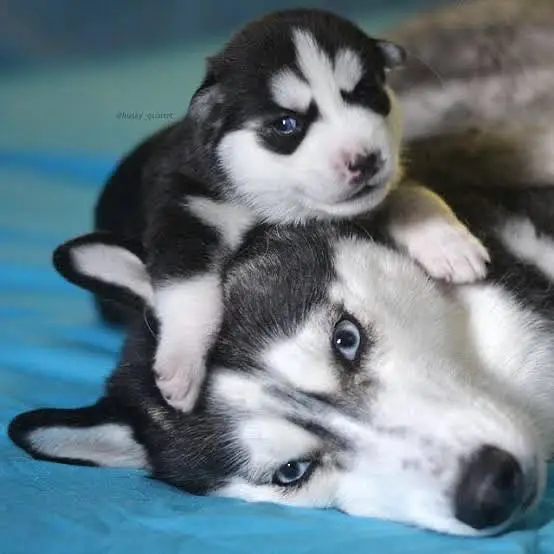 all Baby active healthy Siberian huski 75000 — photo 3