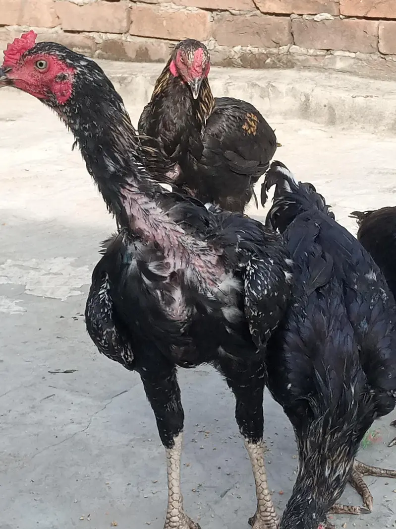 Aseel Thai pathy pathiyan — photo 2