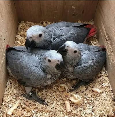 African Grey Parrot