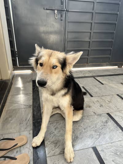 Husky