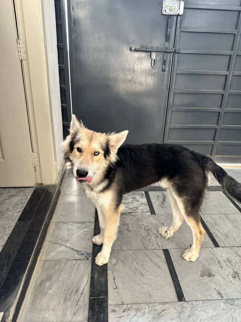 Husky 1