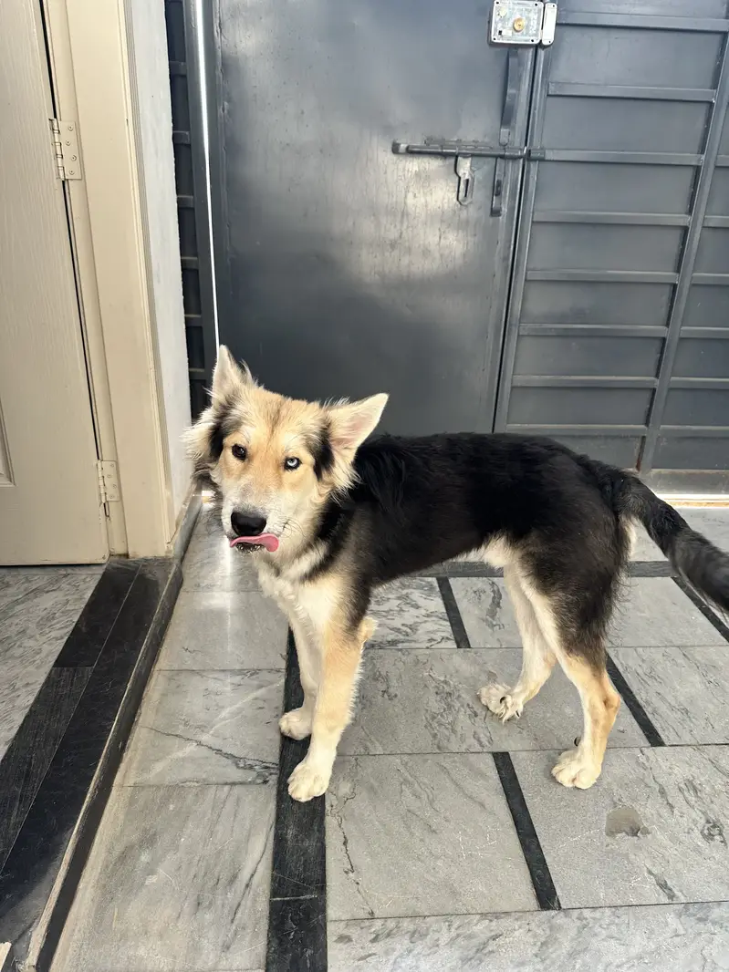 Husky — photo 2