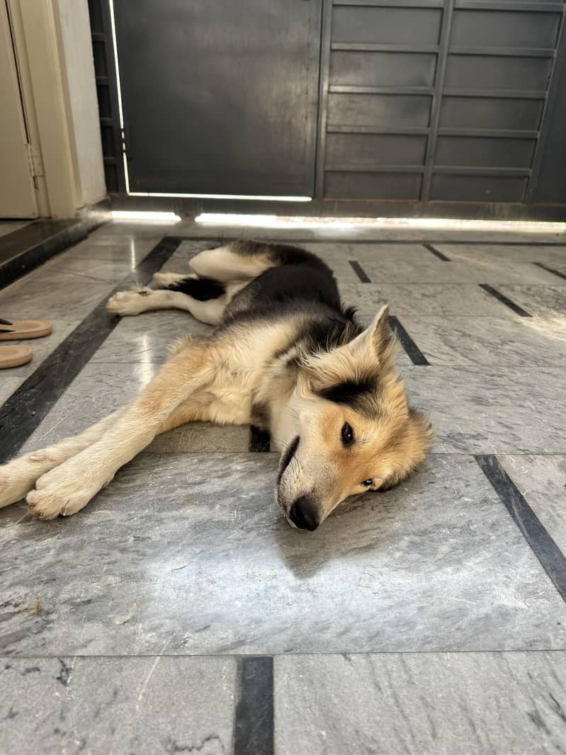 Husky 2