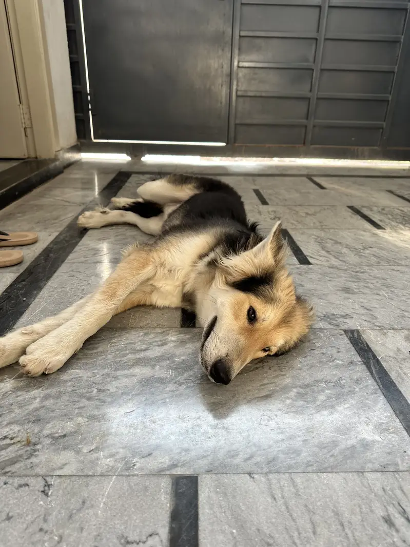 Husky — photo 3