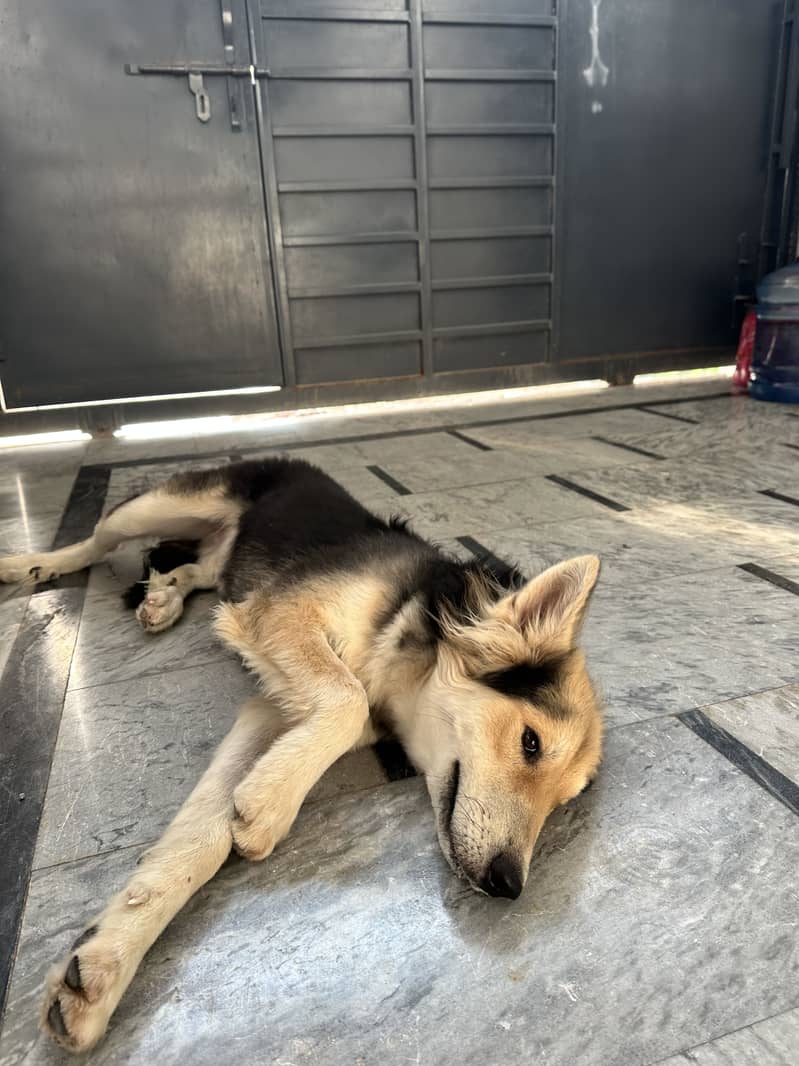 Husky 3