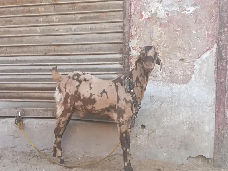 Tota puri commando print — photo 2