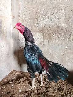 high quality aseel pathay  for sale