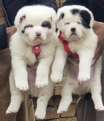 Alabai Pair / security Dog / Afghan Kochi / King kurdish kangal pair