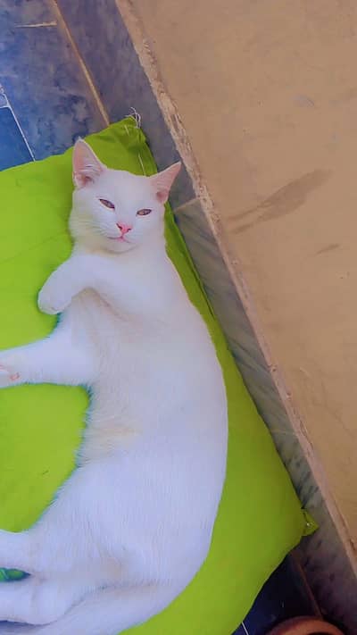 vaccinated litter training pair of six month white female ginger male