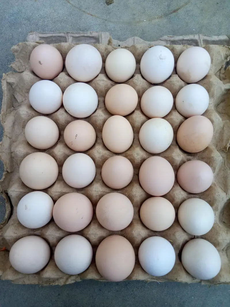 Desi eggs,Desi anda — photo 2
