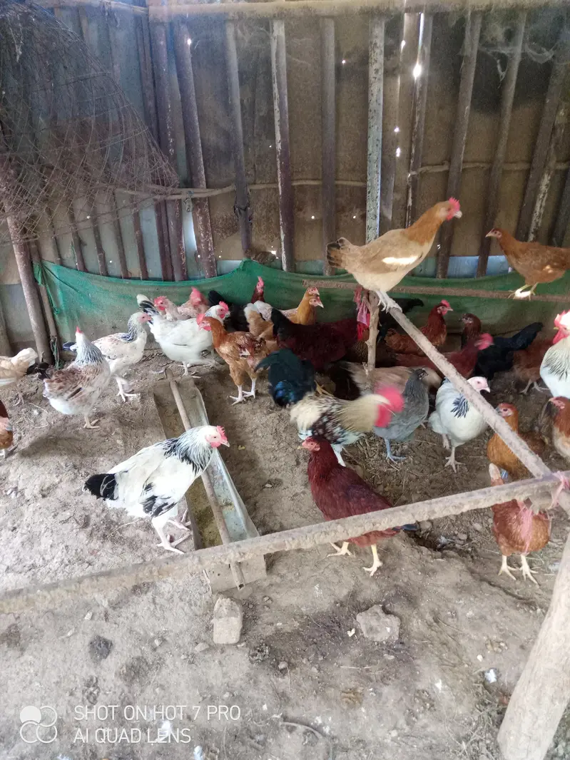 Desi eggs,Desi anda — photo 4
