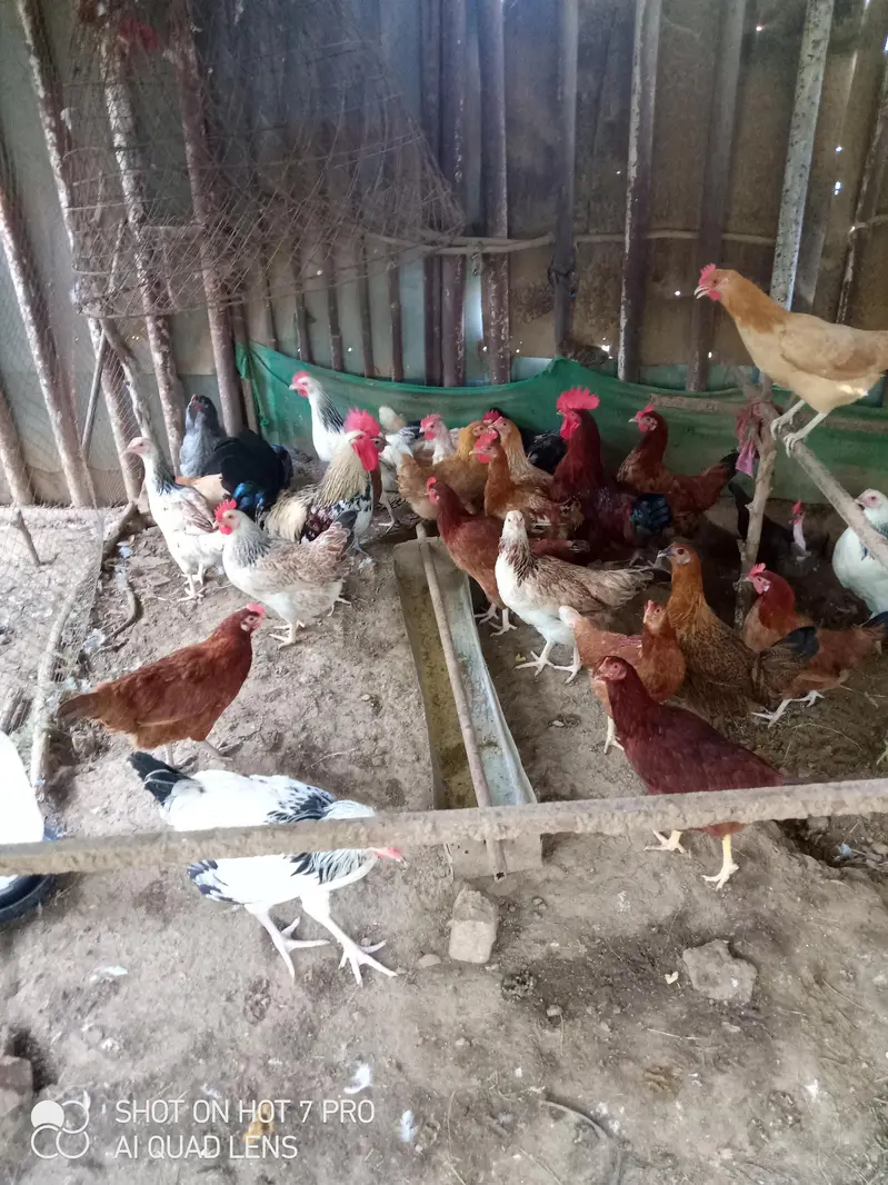 Desi eggs,Desi anda — photo 5