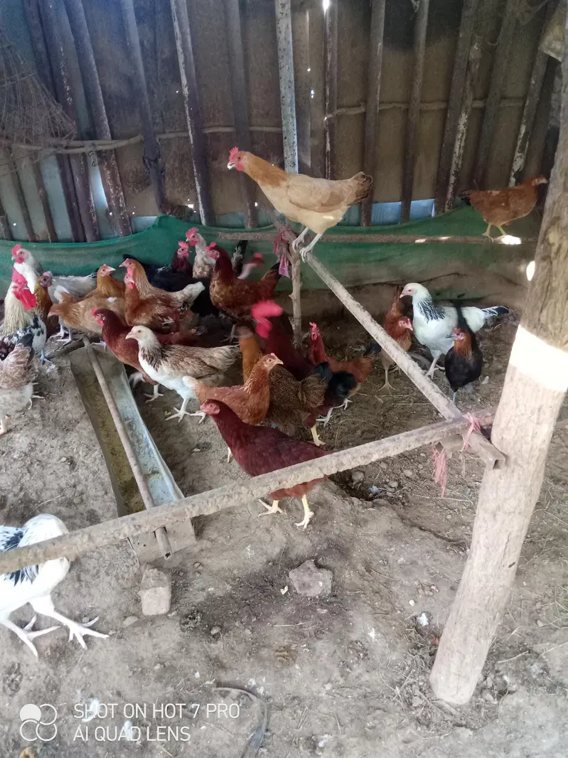 Desi eggs,Desi anda — photo 6