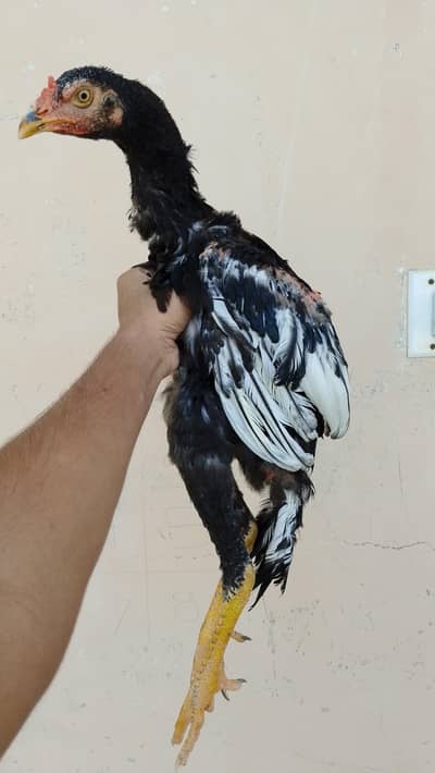 Aseel Birds Available
