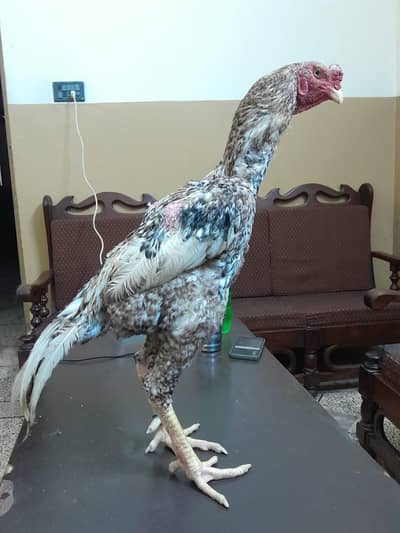 pure Shamo breed