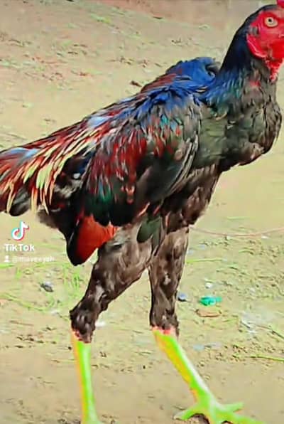 Aseeel mugra for sale