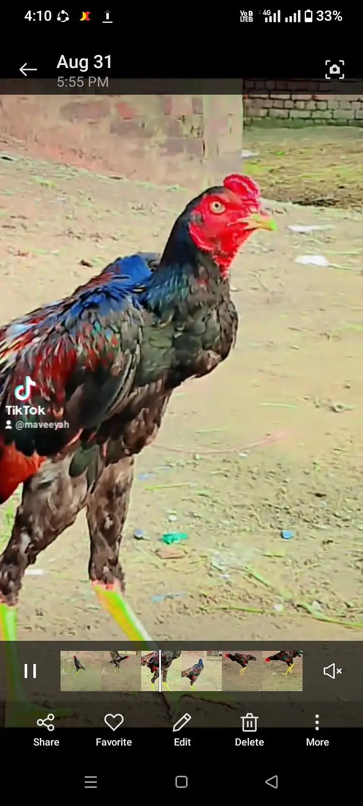 Aseeel mugra for sale — photo 2