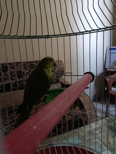 selling parrot