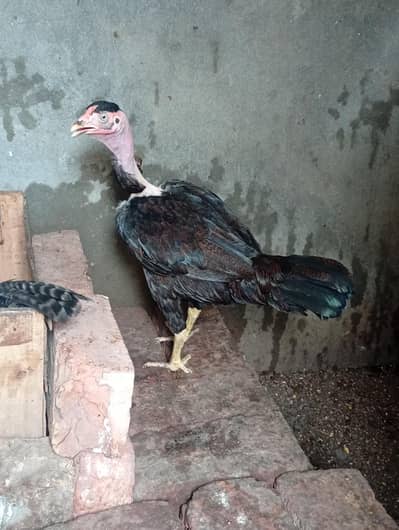 Aseel kurcks females fully active for sale