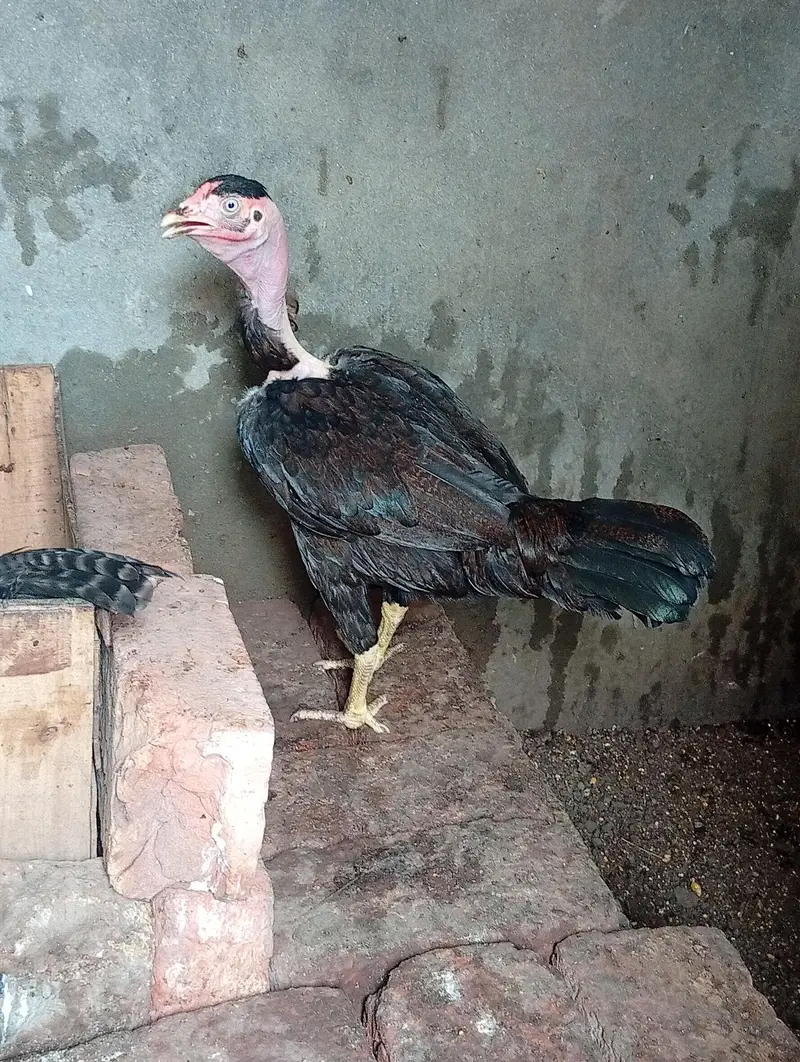 Aseel kurcks females fully active for sale — photo 2
