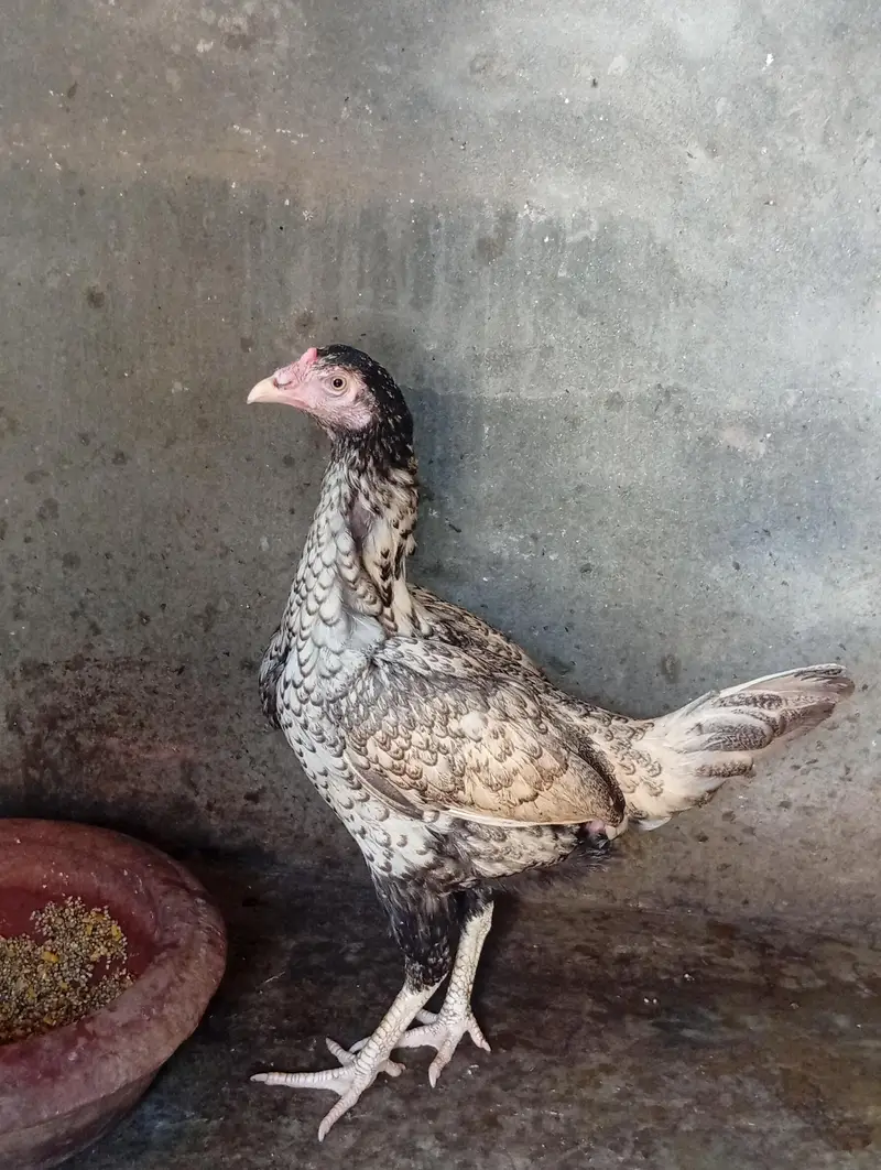 Aseel kurcks females fully active for sale — photo 5