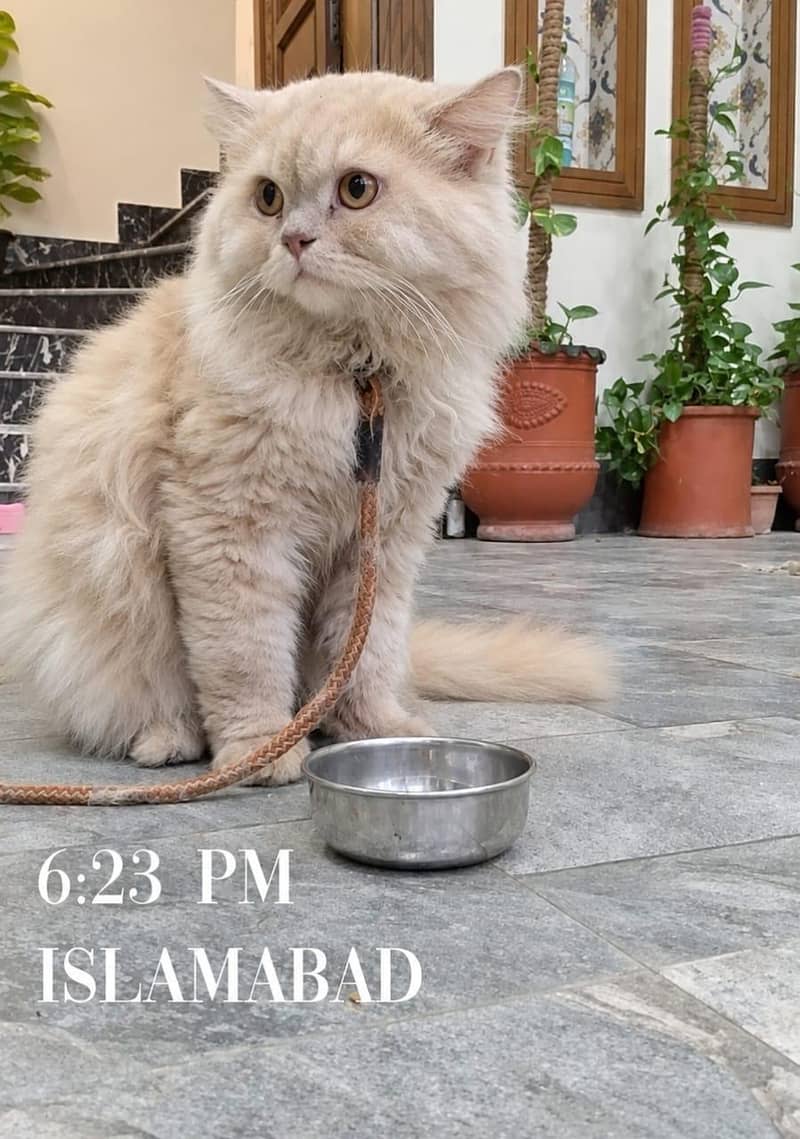 Persian cat 0