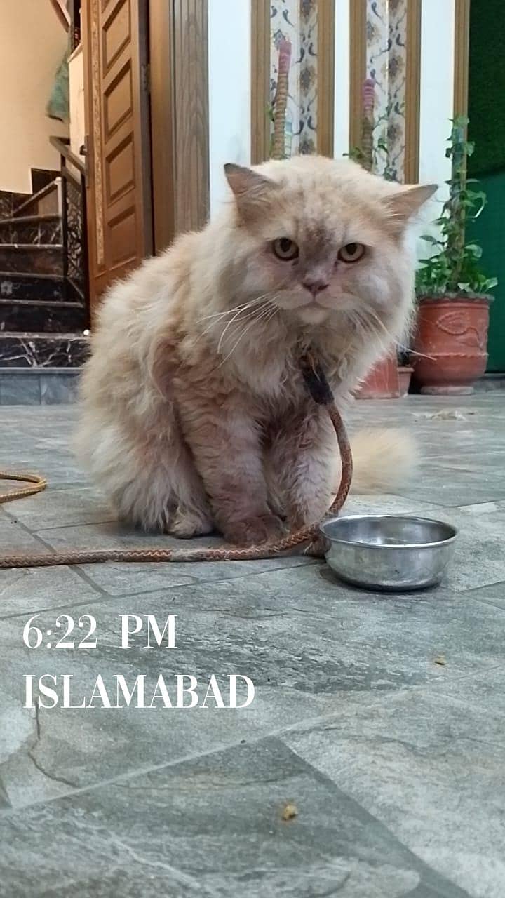 Persian cat 1