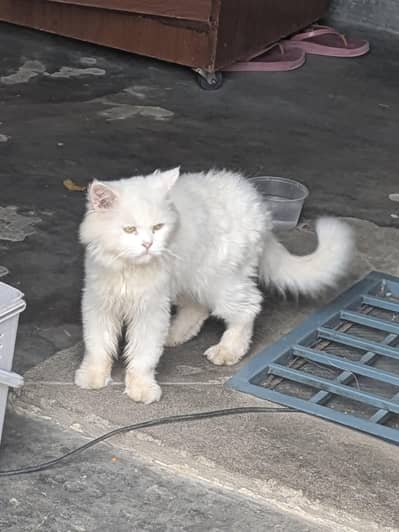 Persian cat for sale