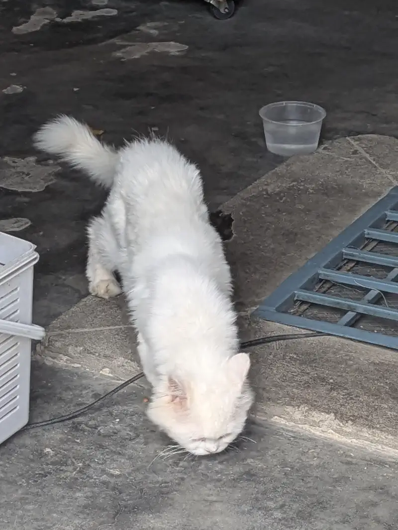 Persian cat for sale — photo 2