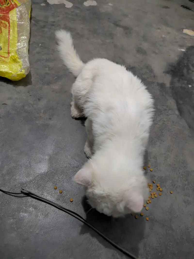 Persian cat for sale — photo 3