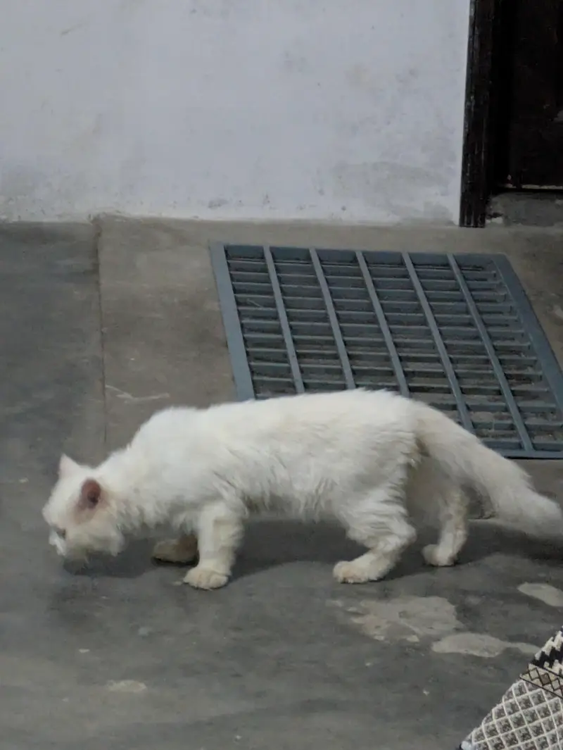 Persian cat for sale — photo 4