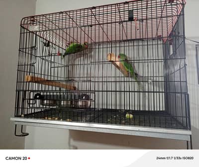kashmiri parrot adult breading pair with cage
