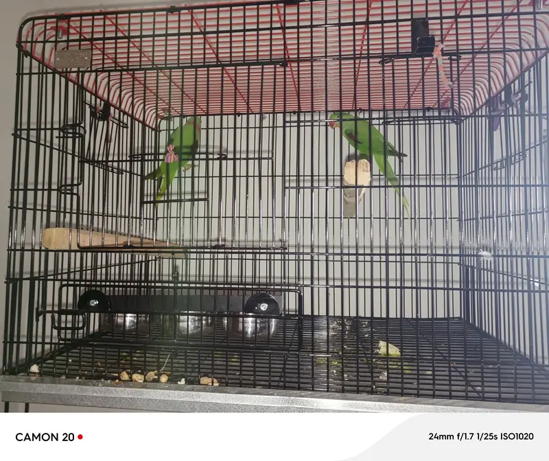 kashmiri parrot adult breading pair with cage — photo 2