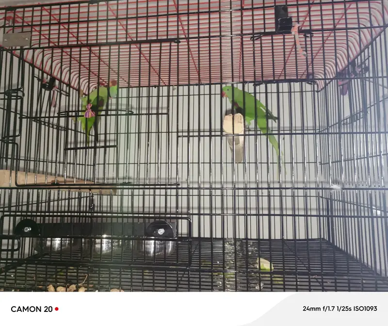 kashmiri parrot adult breading pair with cage — photo 3