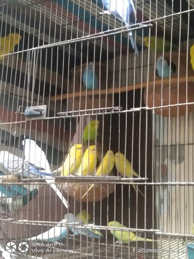 Budgie parrot
