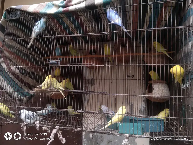 Budgie parrot — photo 2