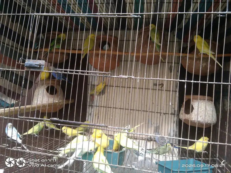 Budgie parrot — photo 3
